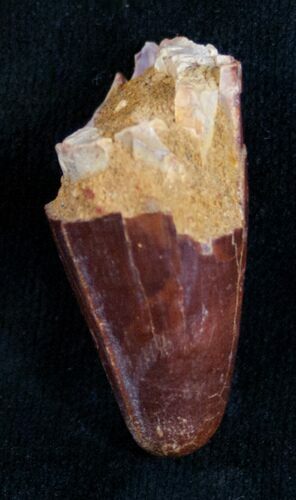 Large Cretaceous Fossil Crocodile Tooth - Morocco #9237